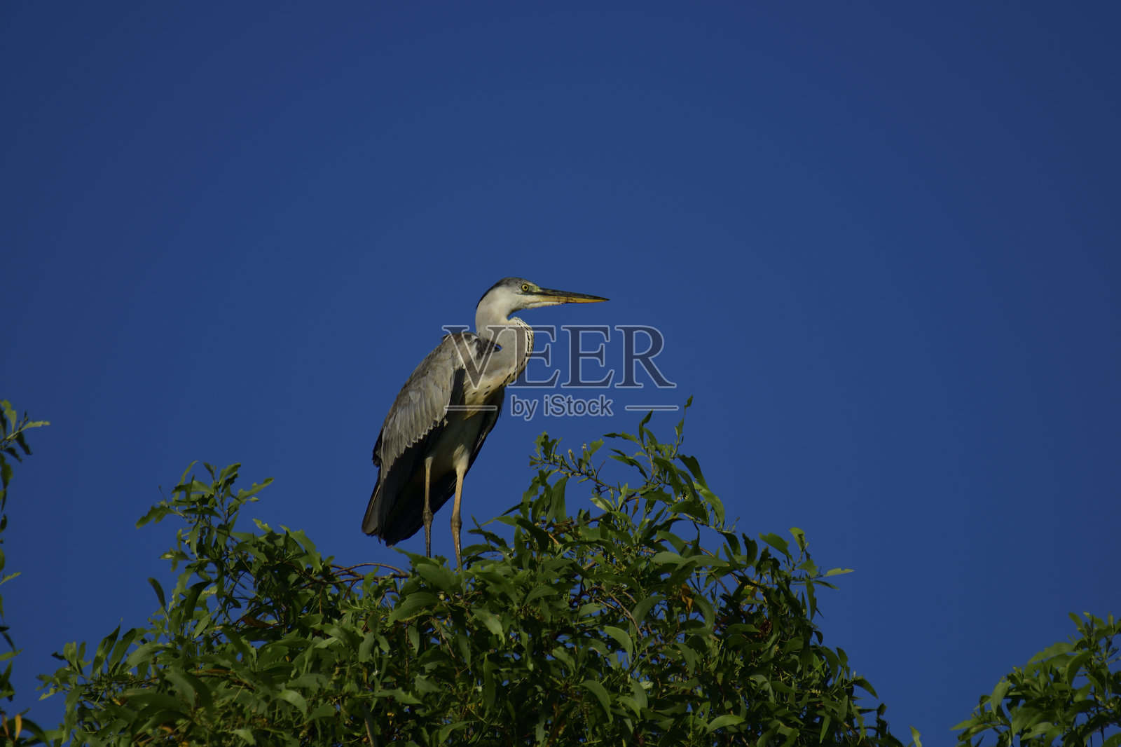 灰鹭，一种大型涉禽，以其长腿、细长的脖子和灰色羽毛而闻名。照片摄影图片