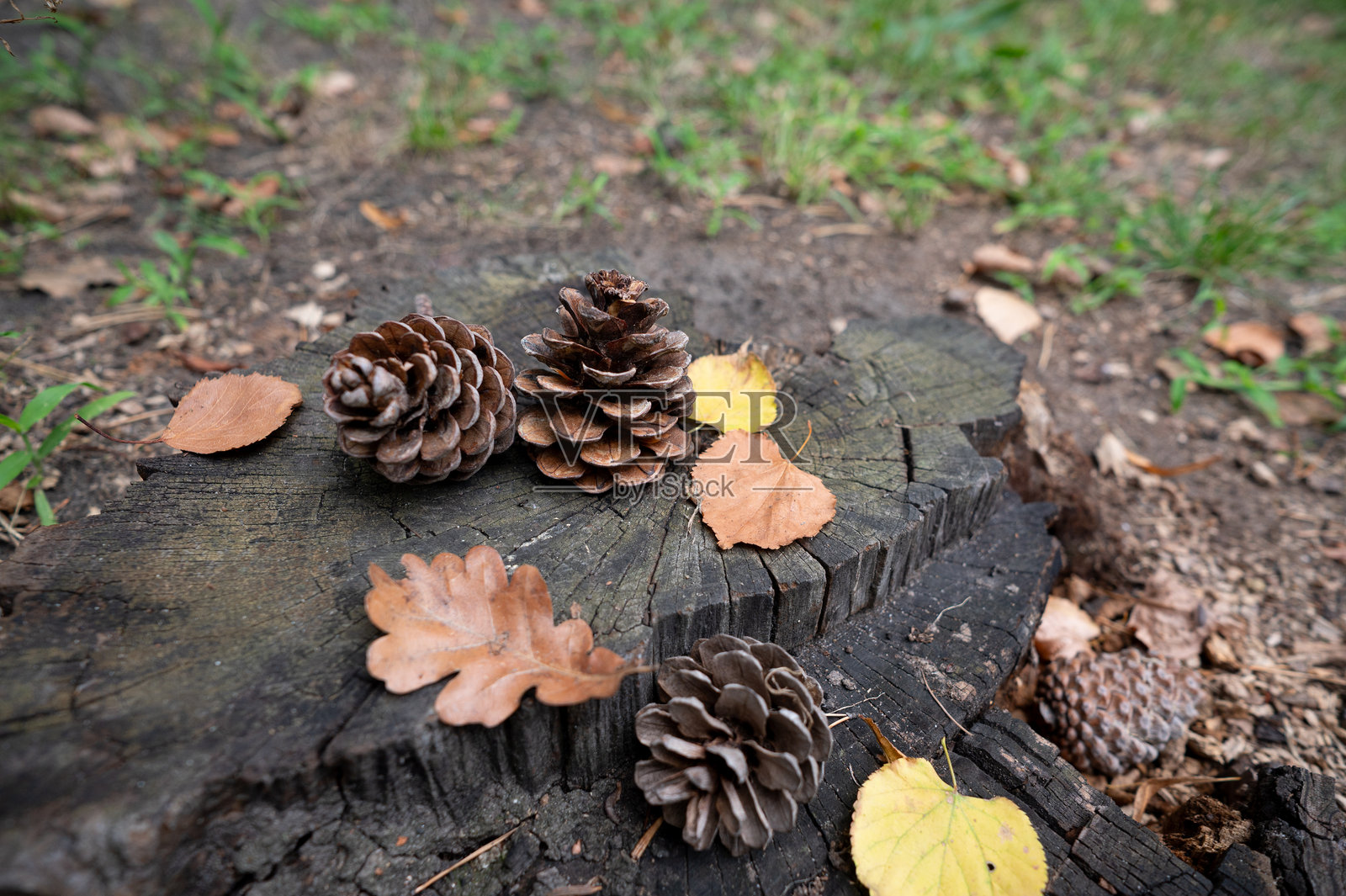松果和秋天的树叶照片摄影图片
