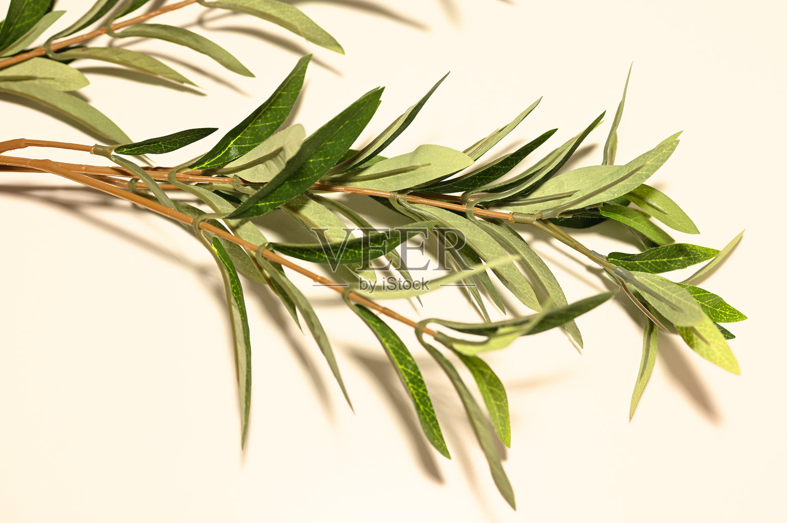 带有树枝和叶子的背景 06照片摄影图片