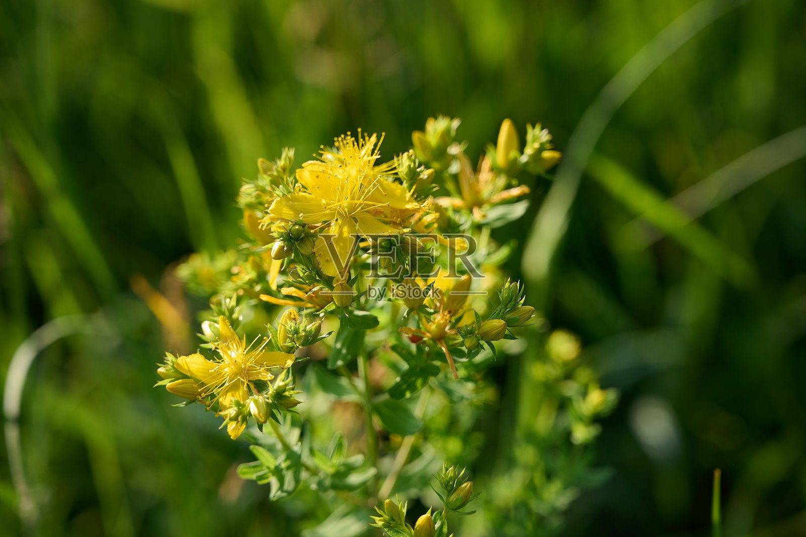 贯叶连翘的明亮黄色花朵。照片摄影图片