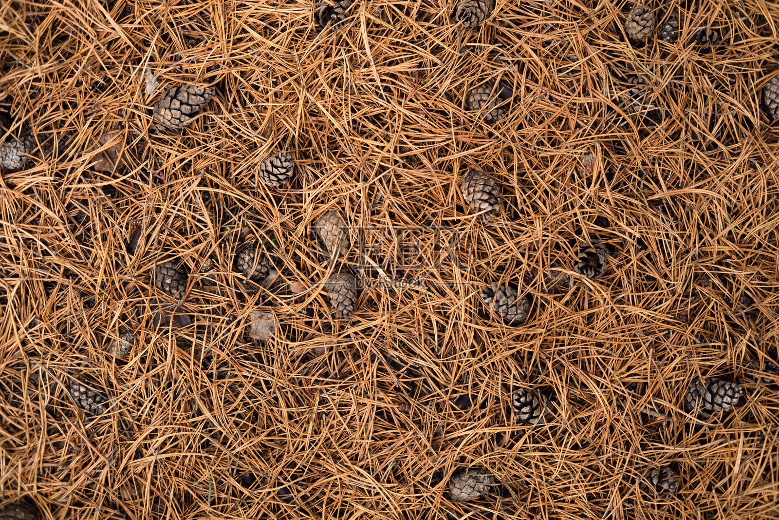 秋季森林地面，苔藓质感和蘑菇。秋天的公园。美丽的秋季自然。苔藓覆盖的林地，伴有松果、树根和松针。生态环境。气候变化。大地色调。绿色地衣。照片摄影图片