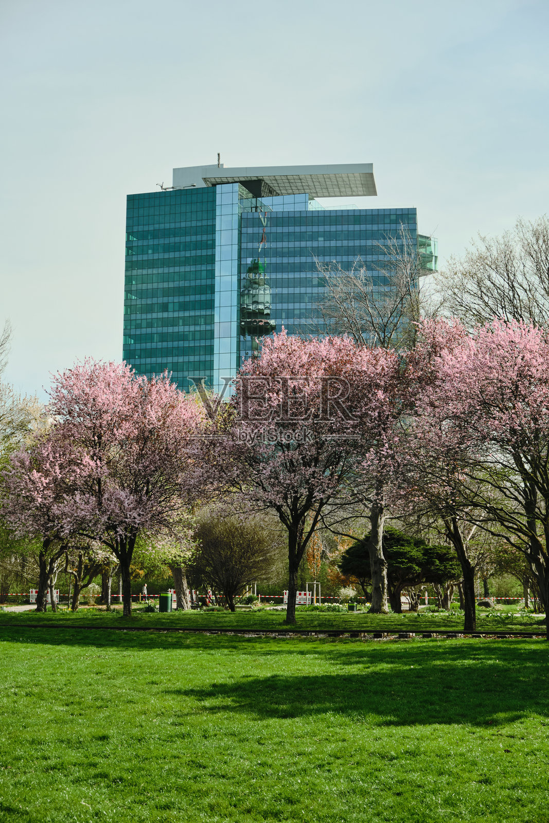 维也纳的郁郁葱葱的草坪上盛开着粉色樱花，旁边是一座蓝色玻璃建筑。照片摄影图片