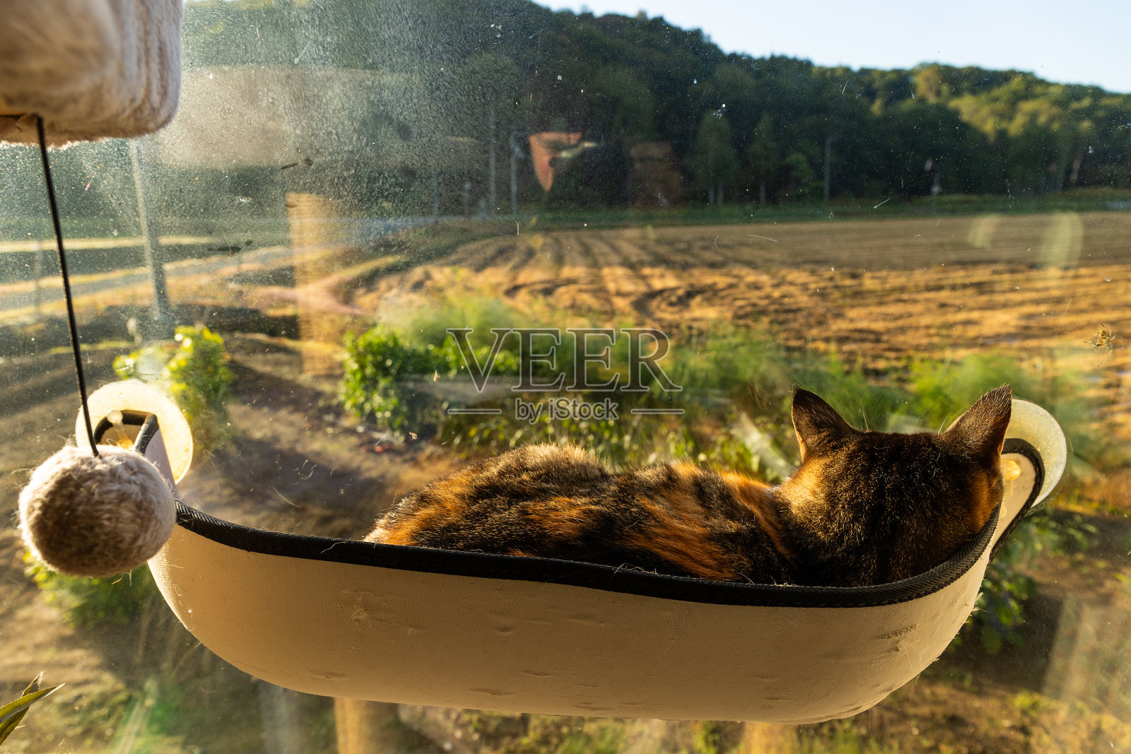 一只猫在窗边的床上享受温暖的晨光和美景照片摄影图片