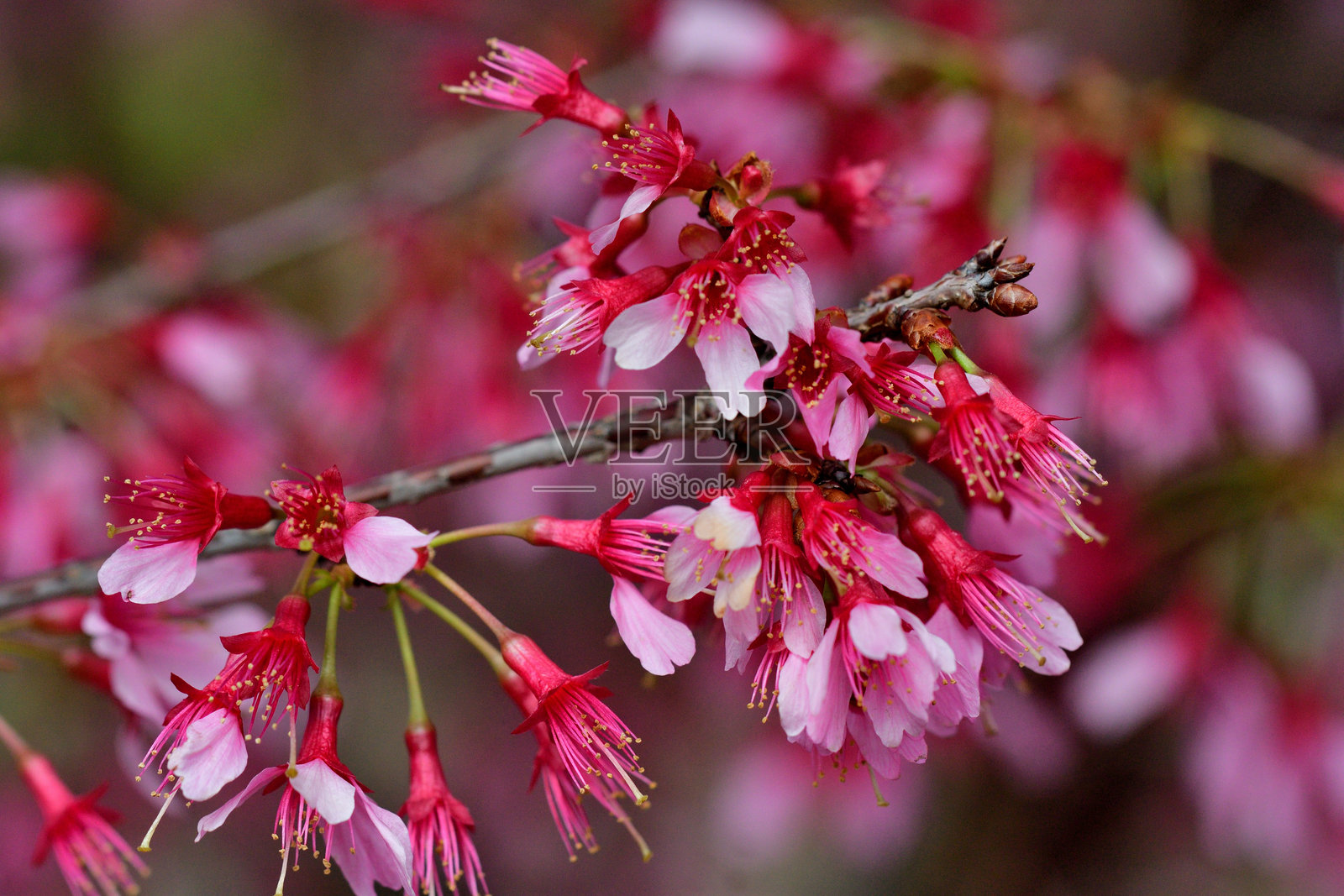 樱花 / 日本樱花照片摄影图片