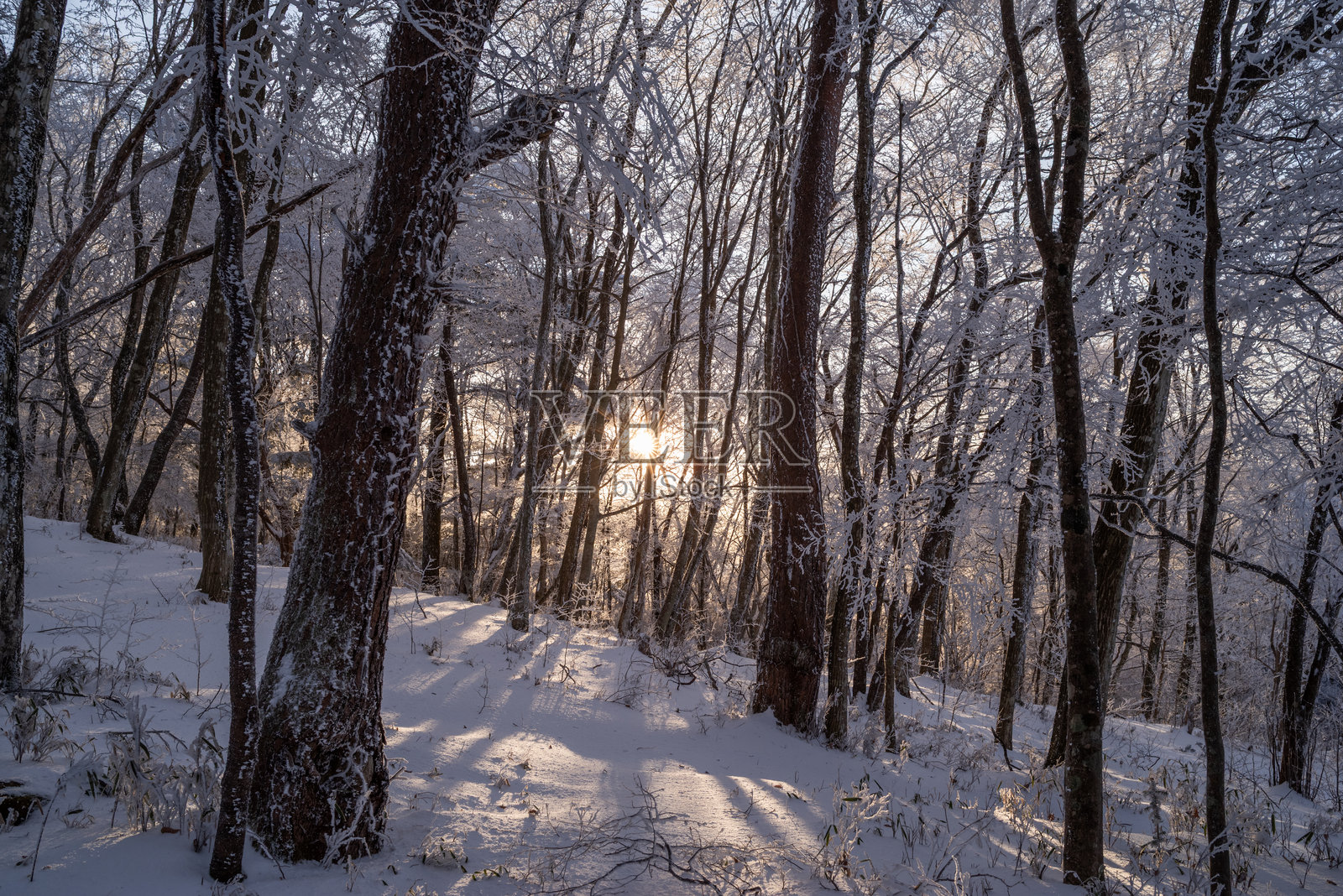 日出与美丽的霜冻森林照片摄影图片