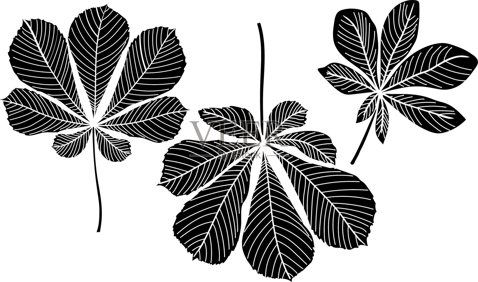 白色背景上孤立的马栗树（Aesculus hippocastanum）叶子的黑色剪影插画图片素材