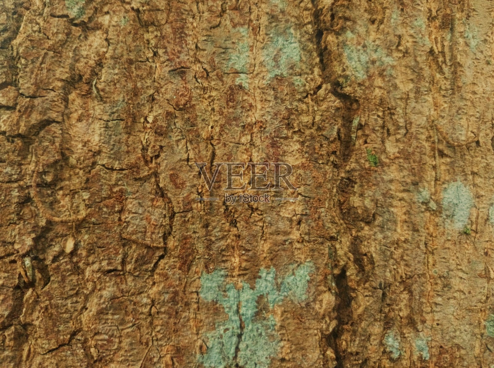 自然的故事雕刻在树皮上照片摄影图片