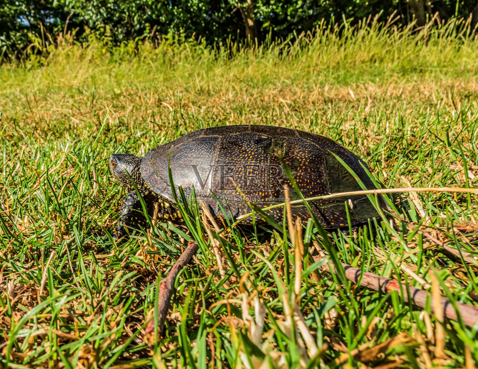 动物照片，动物，自然 - 欧洲，东欧照片摄影图片