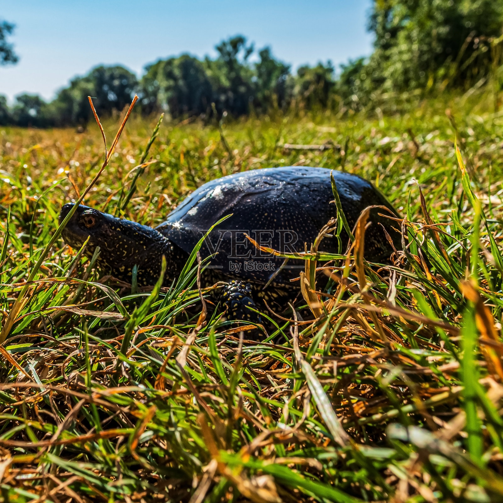 动物照片，动物，自然 - 欧洲，东欧照片摄影图片