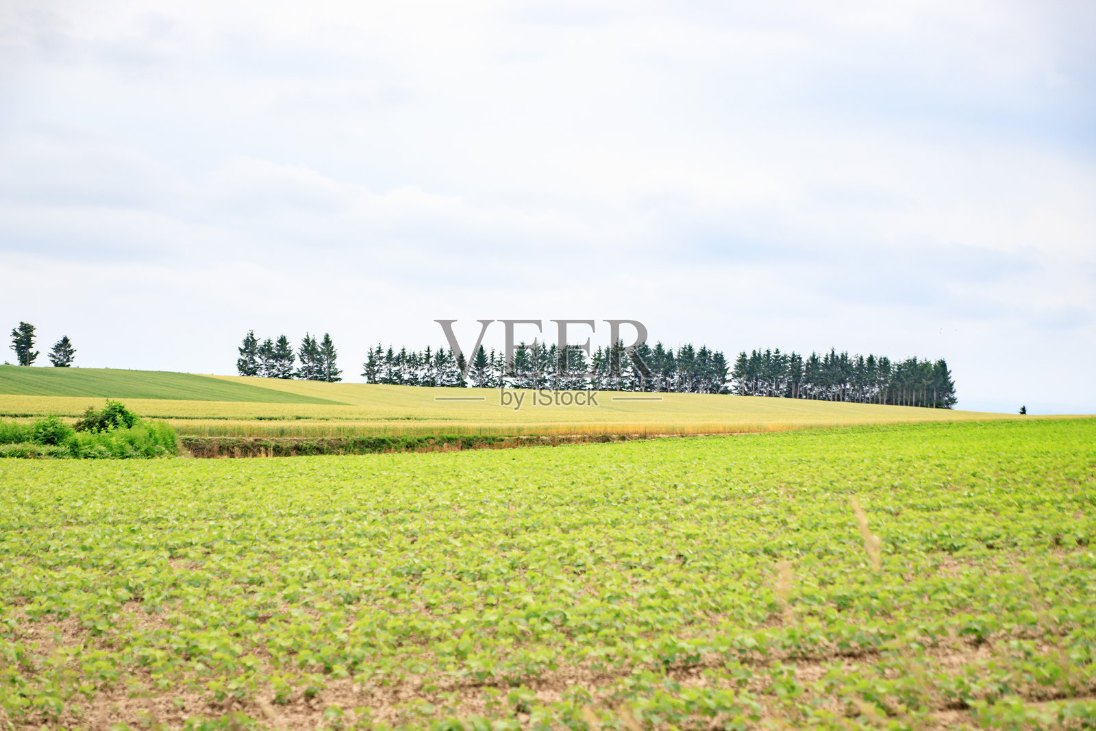 北海道对称的农田与平行的树木线在多云的天空下照片摄影图片