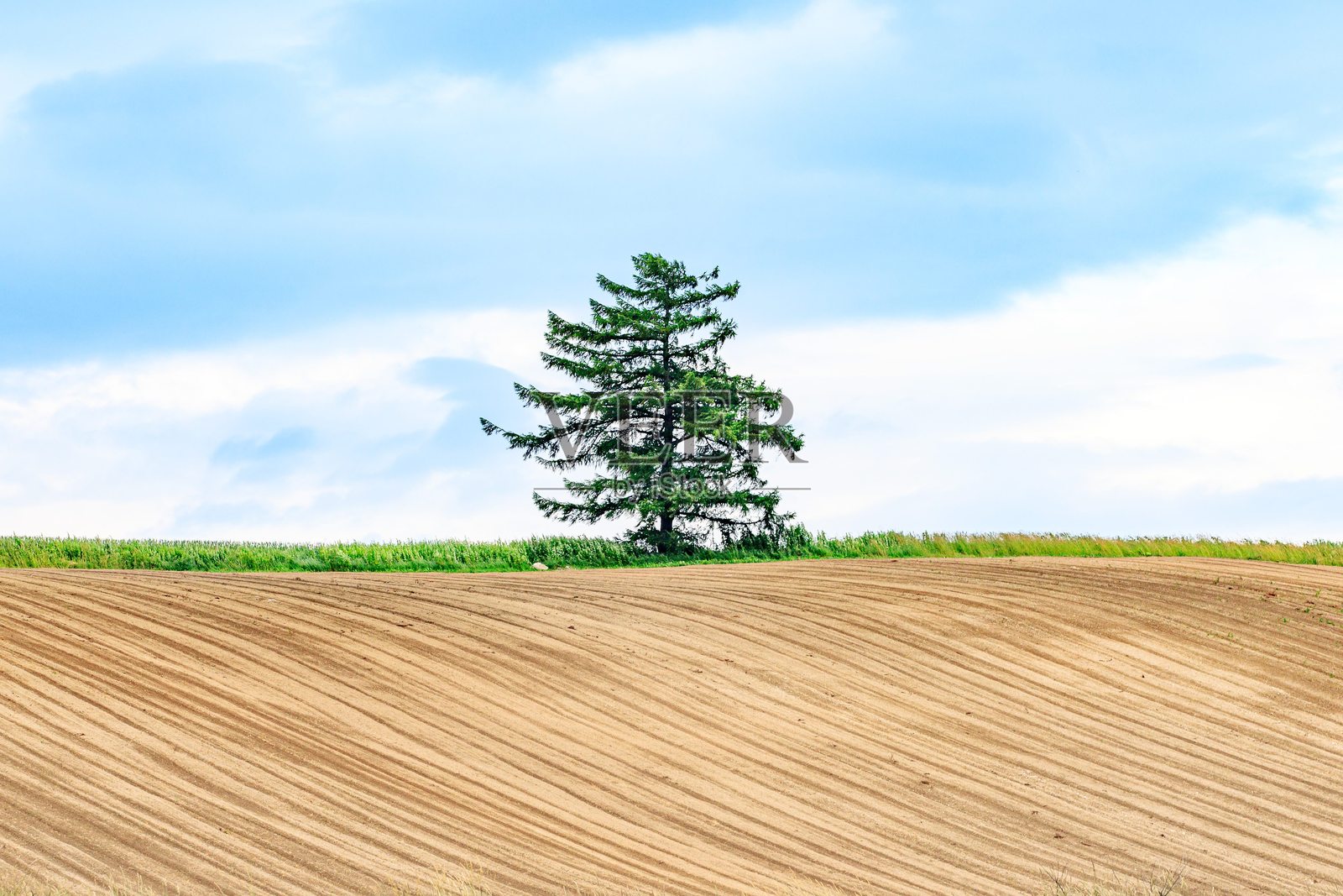 孤独的树矗立在蓝天下的耕地上照片摄影图片