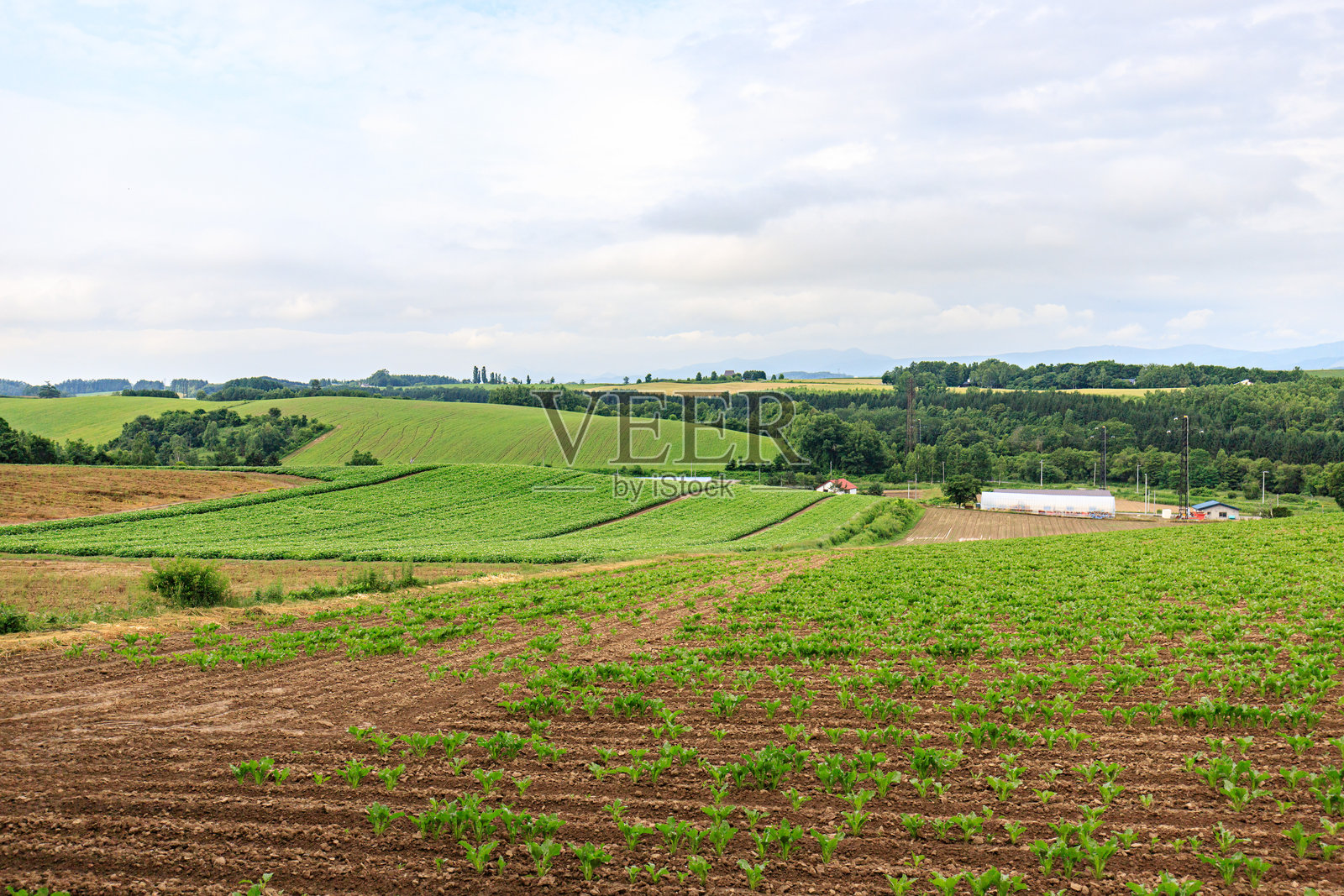 夏季的起伏农田和山丘照片摄影图片