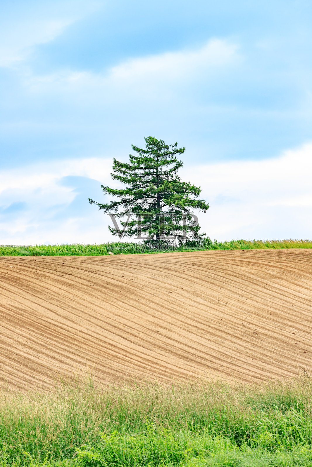 孤独的树矗立在蓝天下的耕地上照片摄影图片