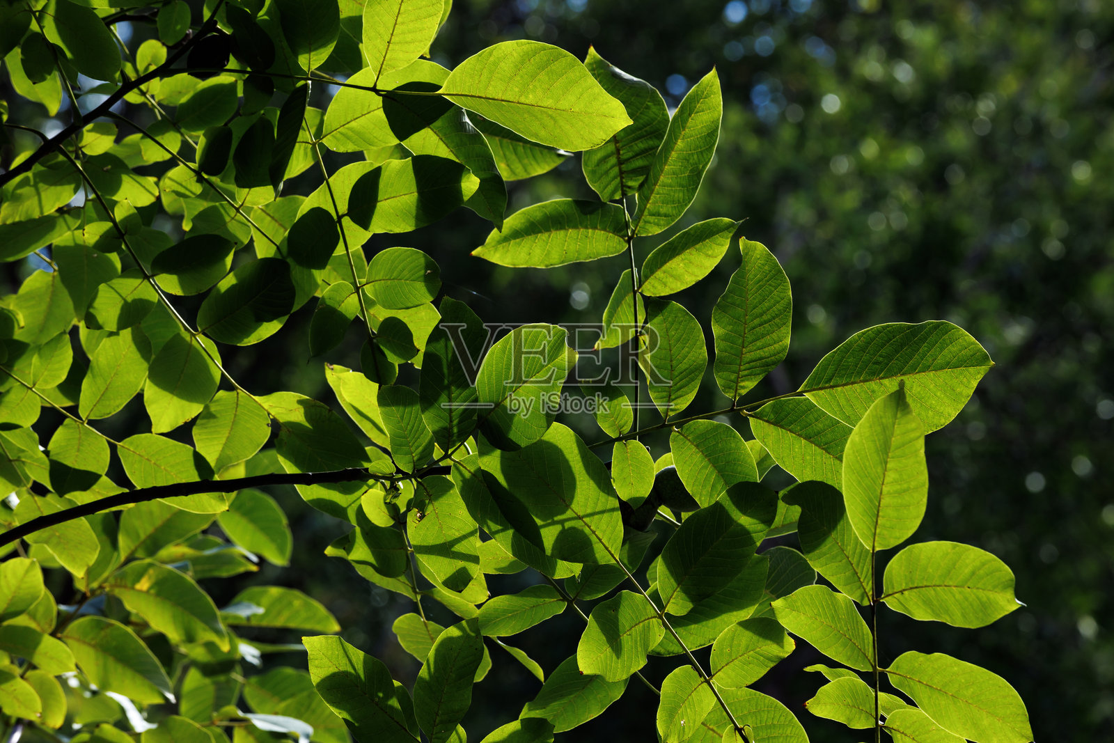 阳光下的绿色叶子。明亮的绿色树叶在阳光的照射下透出光芒。自然背景。照片摄影图片