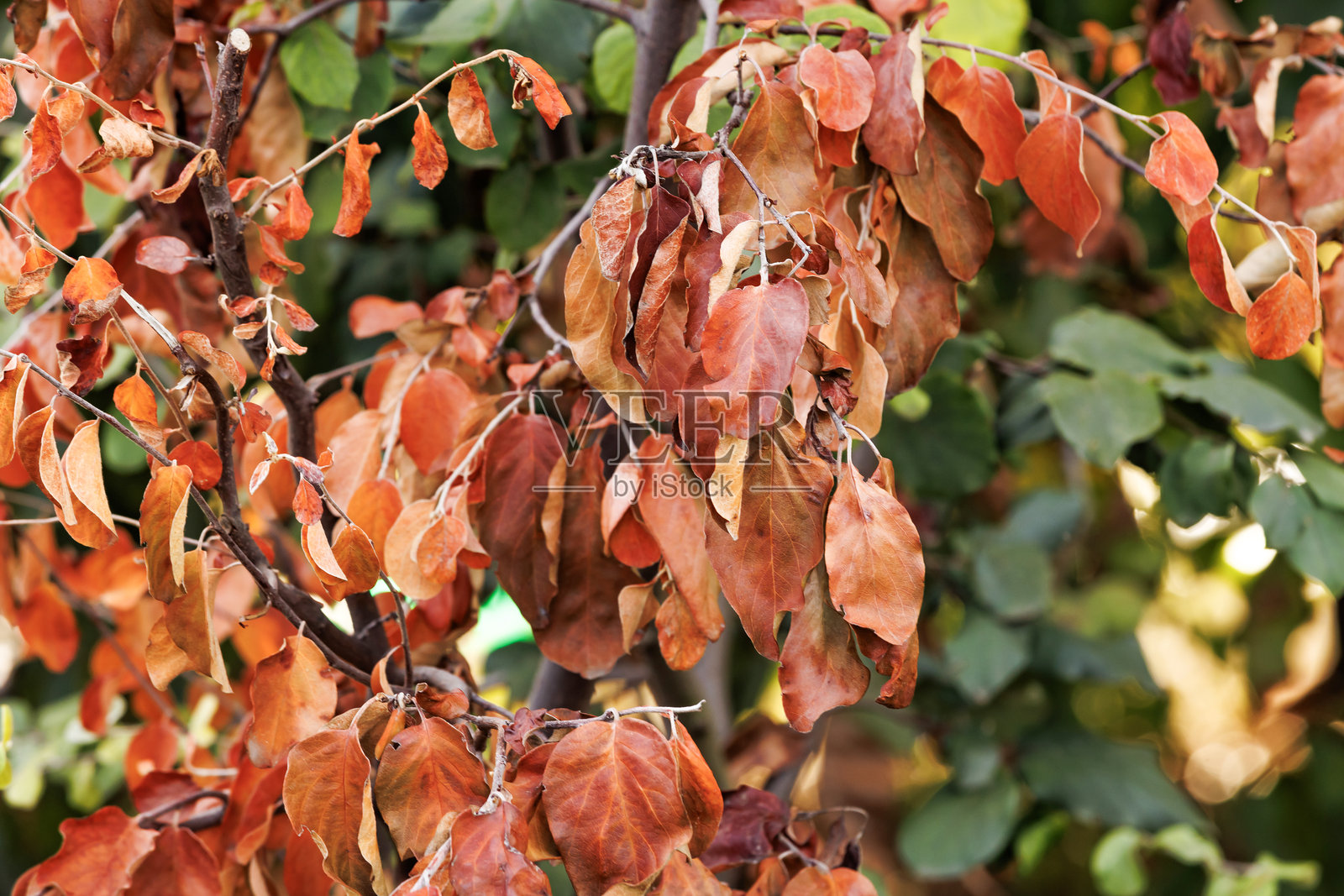干燥的秋天树叶在树枝上特写。秋季时棕色和橙色的树叶在树上。照片摄影图片