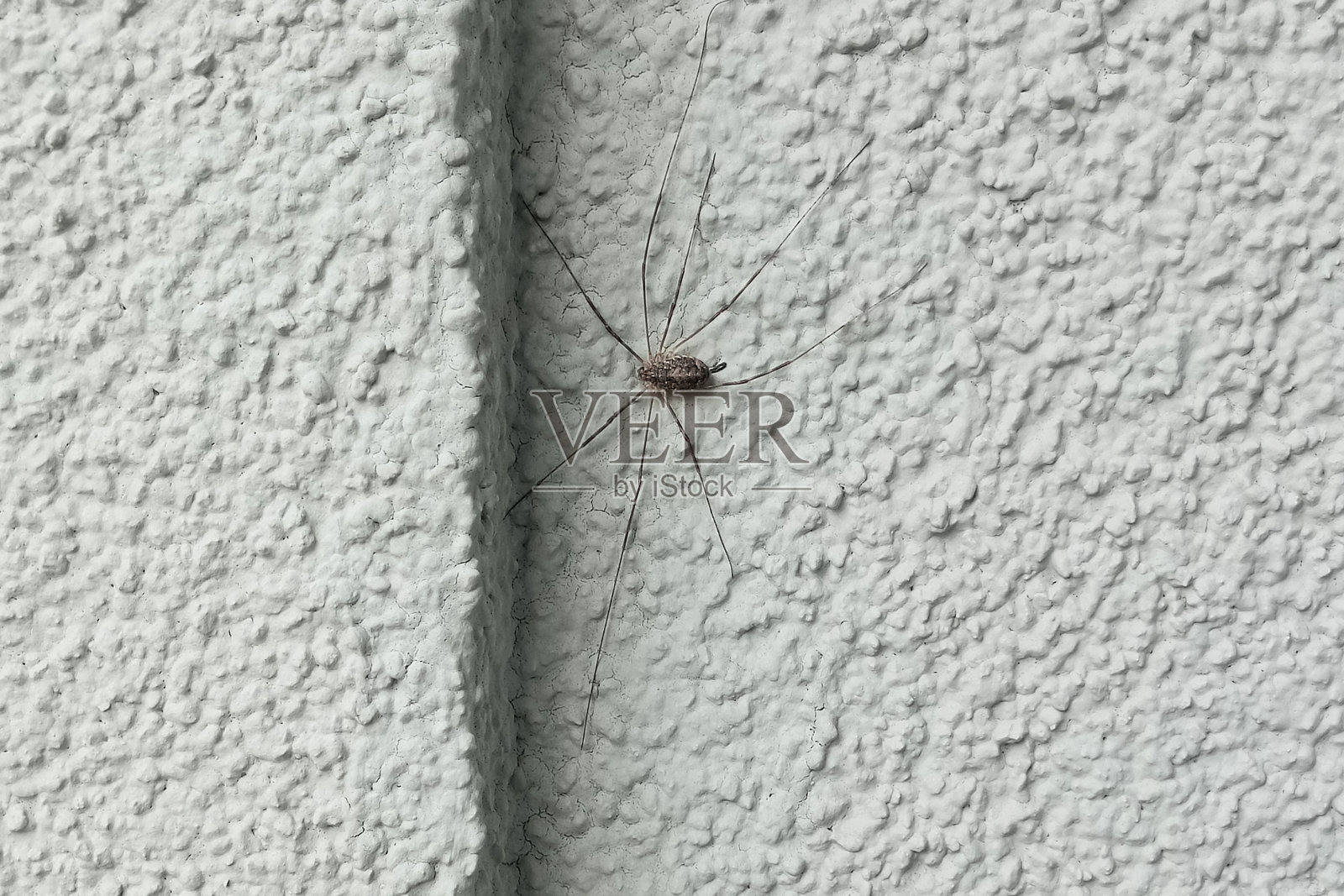 棕色蜘蛛在灰色墙壁上的特写。照片摄影图片