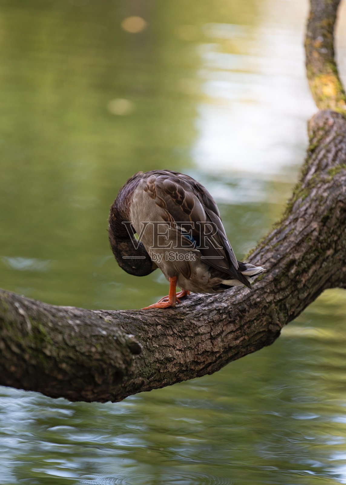 公鸭德雷克正在树枝上清理羽毛。照片摄影图片