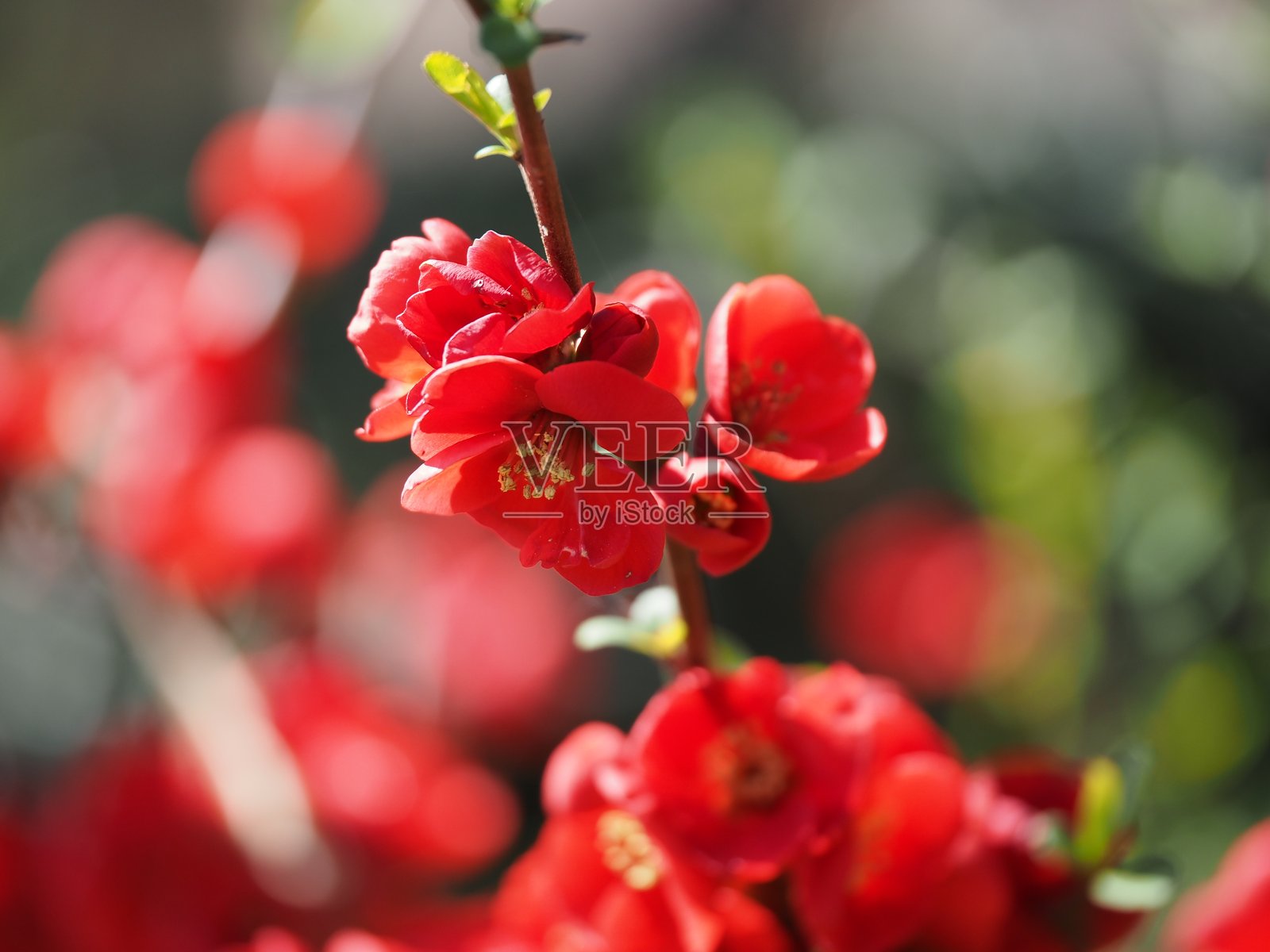 日本榲桲花照片摄影图片