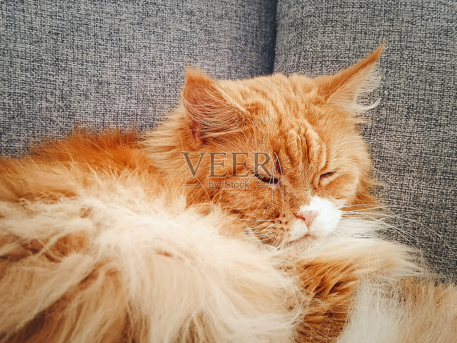 姜色缅因猫在沙发上睡觉，宠物。照片摄影图片