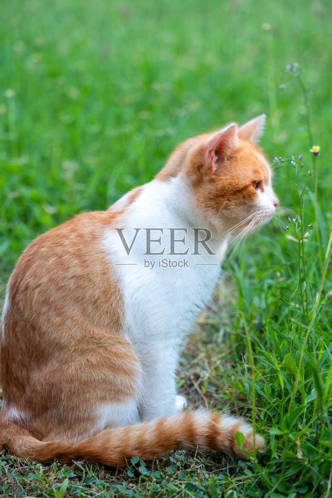 橘猫静静地坐在草原上，舔着自己的毛发，躺在草地上。照片摄影图片