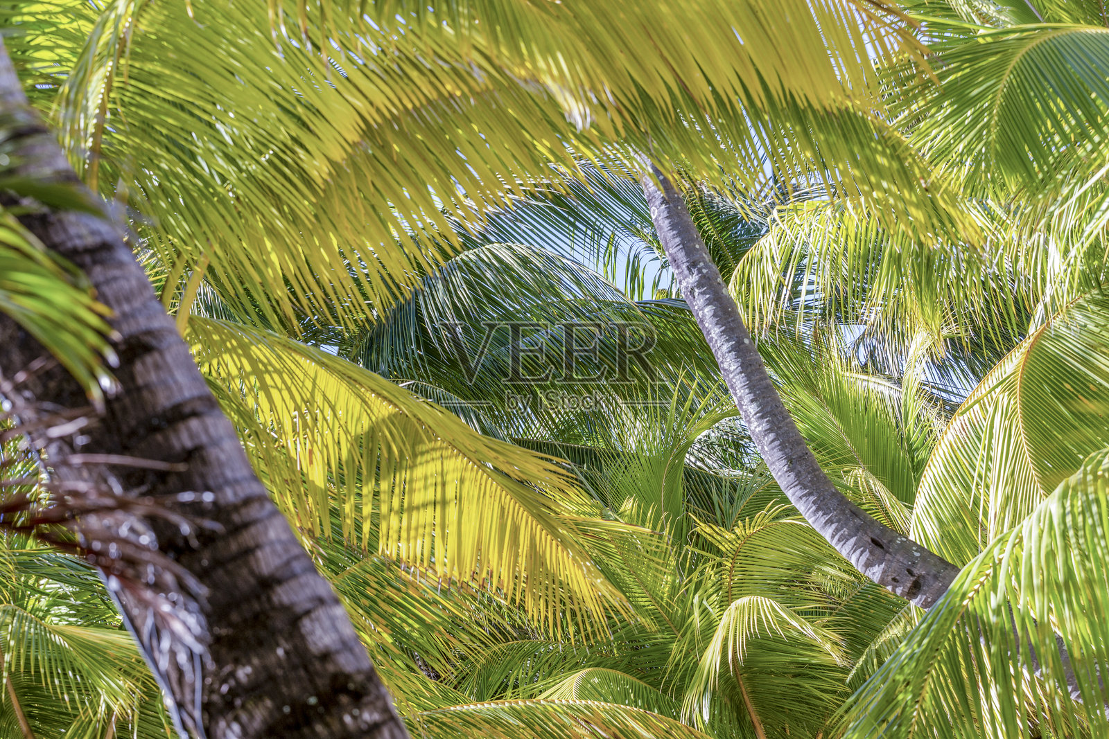 毛里求斯照片摄影图片