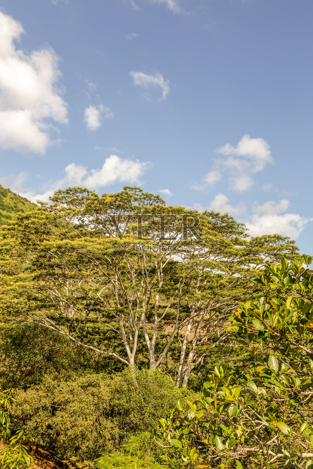 毛里求斯照片摄影图片
