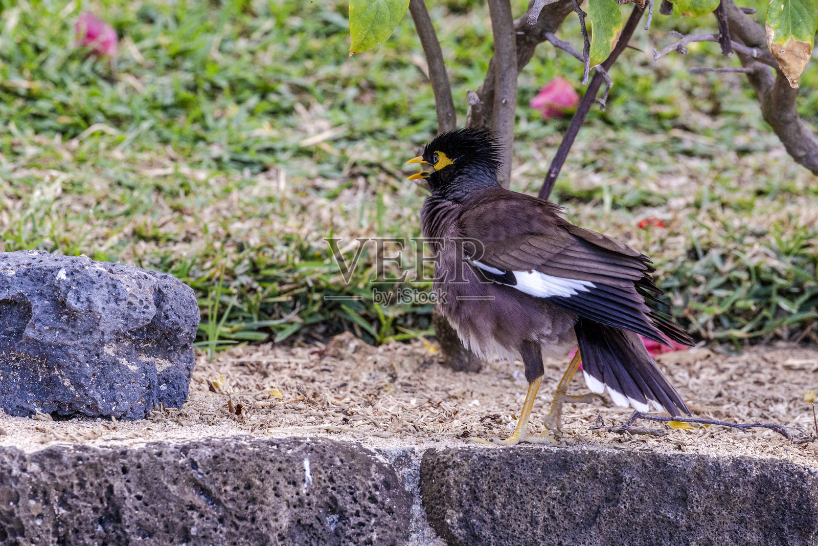 毛里求斯照片摄影图片