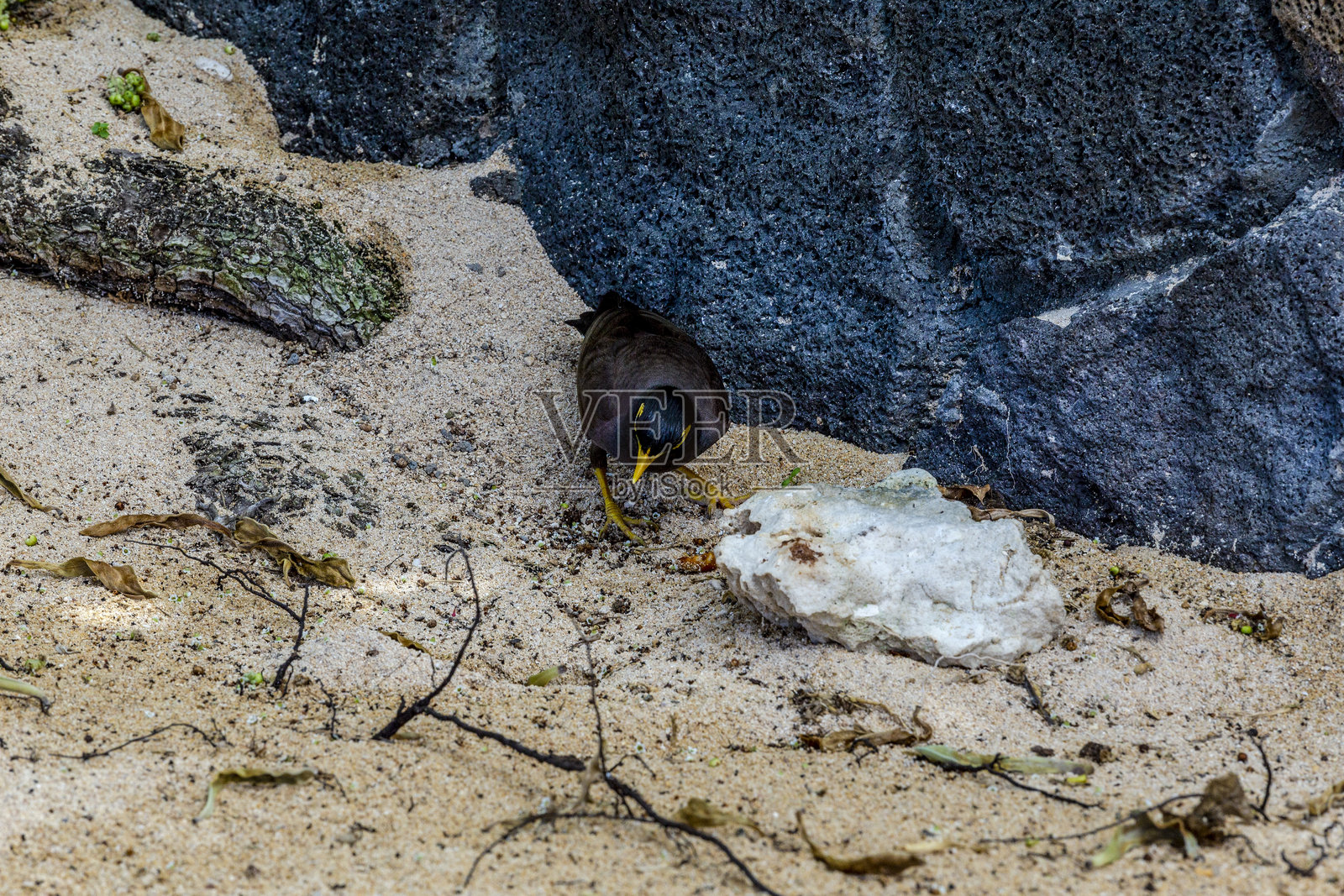 毛里求斯照片摄影图片