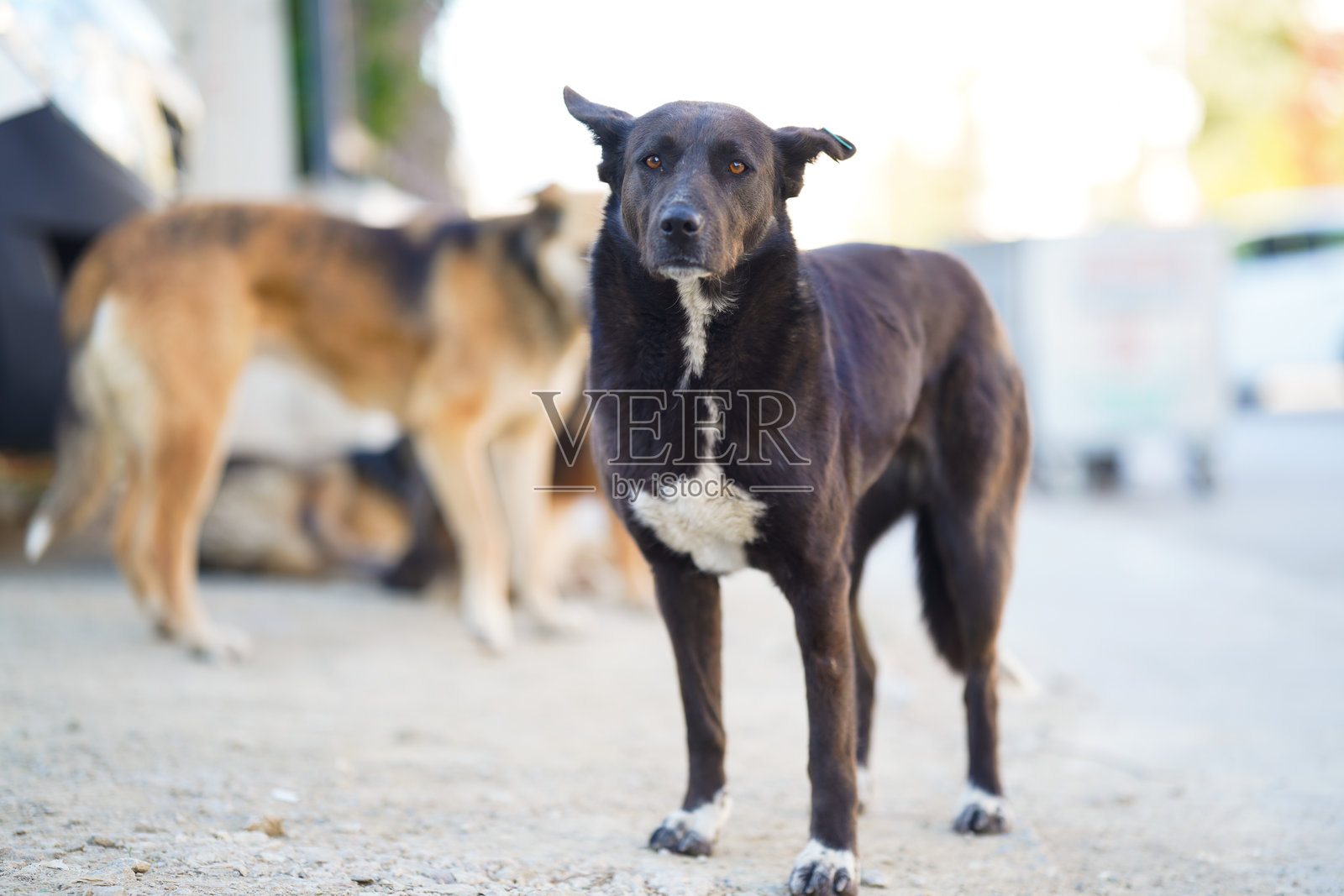 流浪狗照片摄影图片