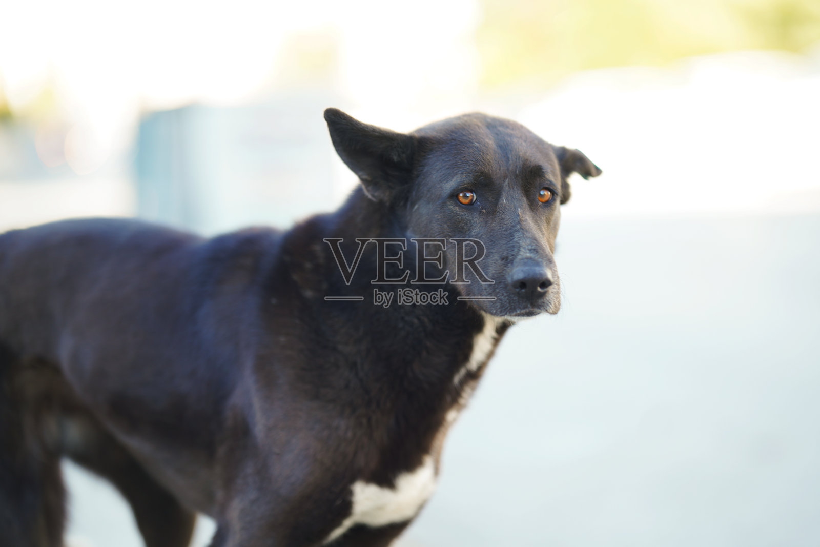 流浪狗照片摄影图片