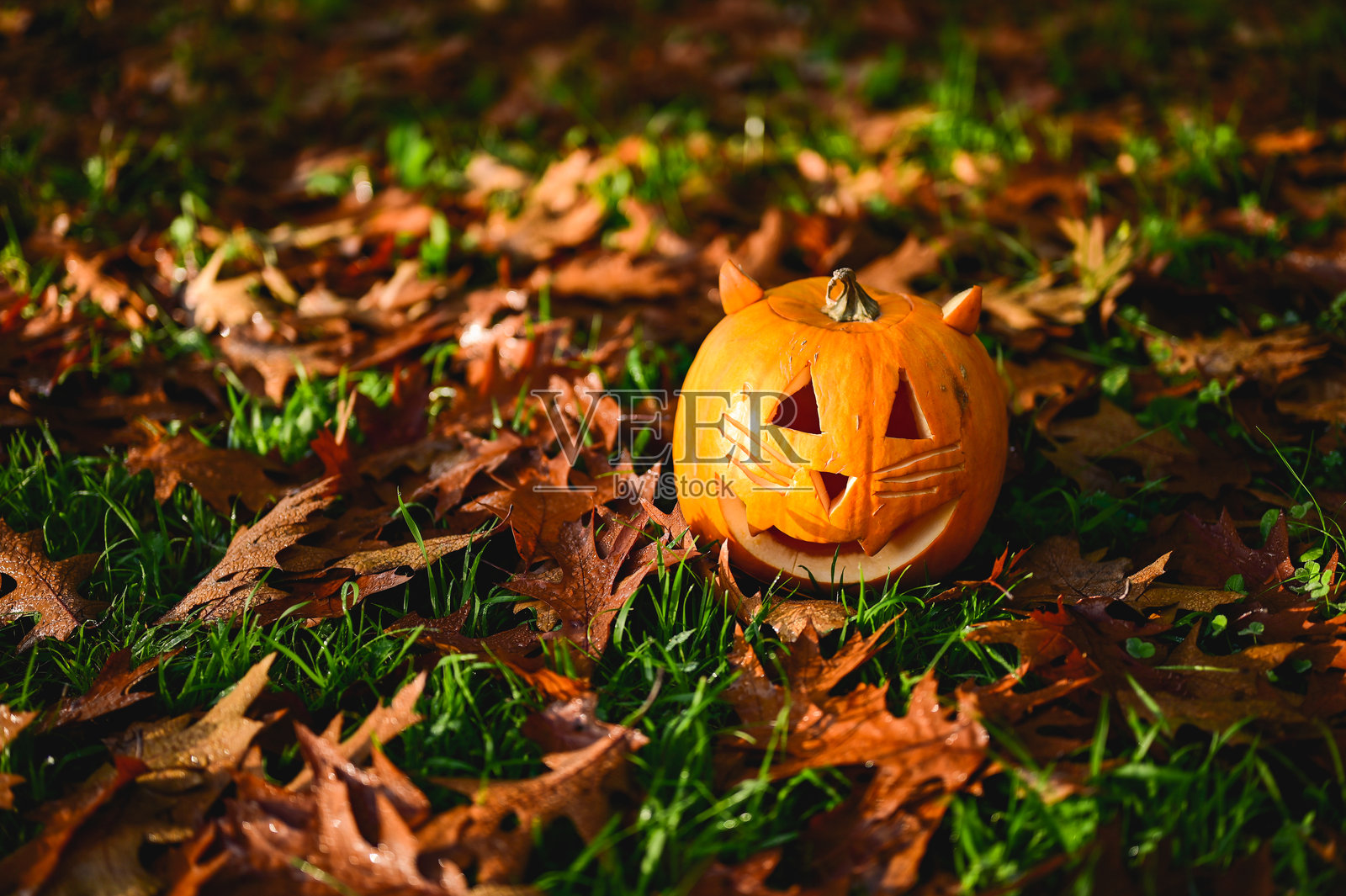 万圣节猫咪坐在秋天的树叶上的南瓜旁照片摄影图片