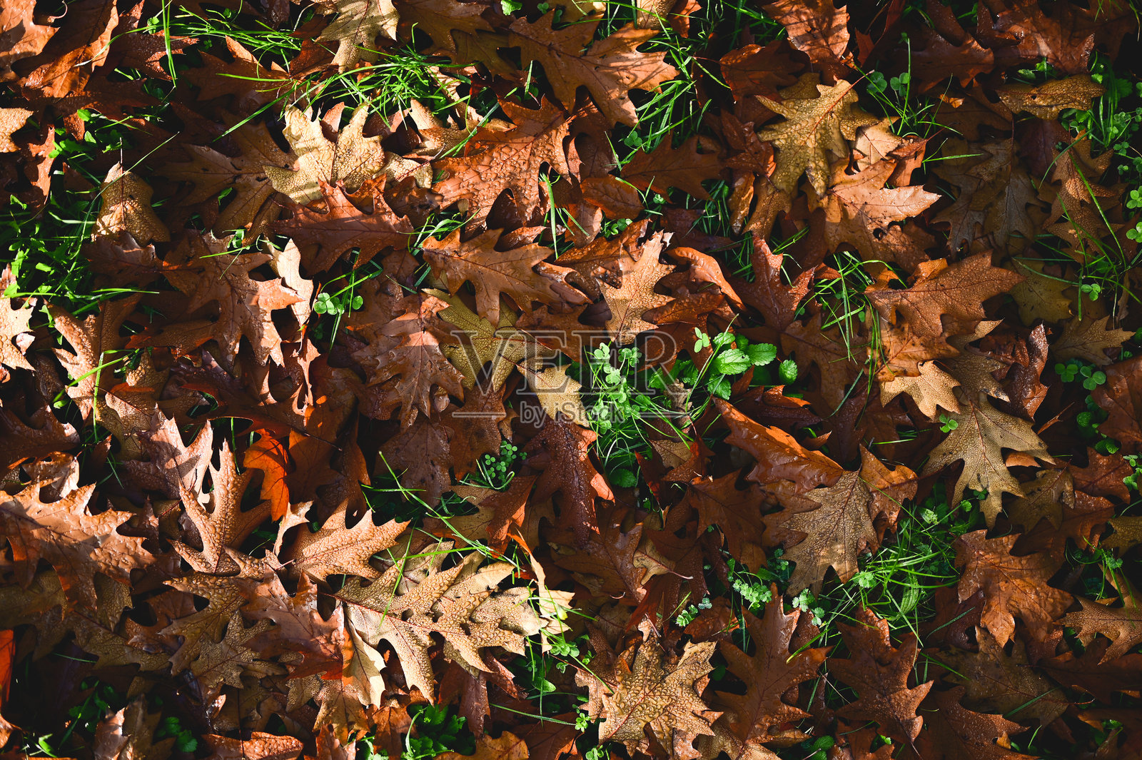秋天棕色的橡树叶覆盖在绿色的草地上照片摄影图片