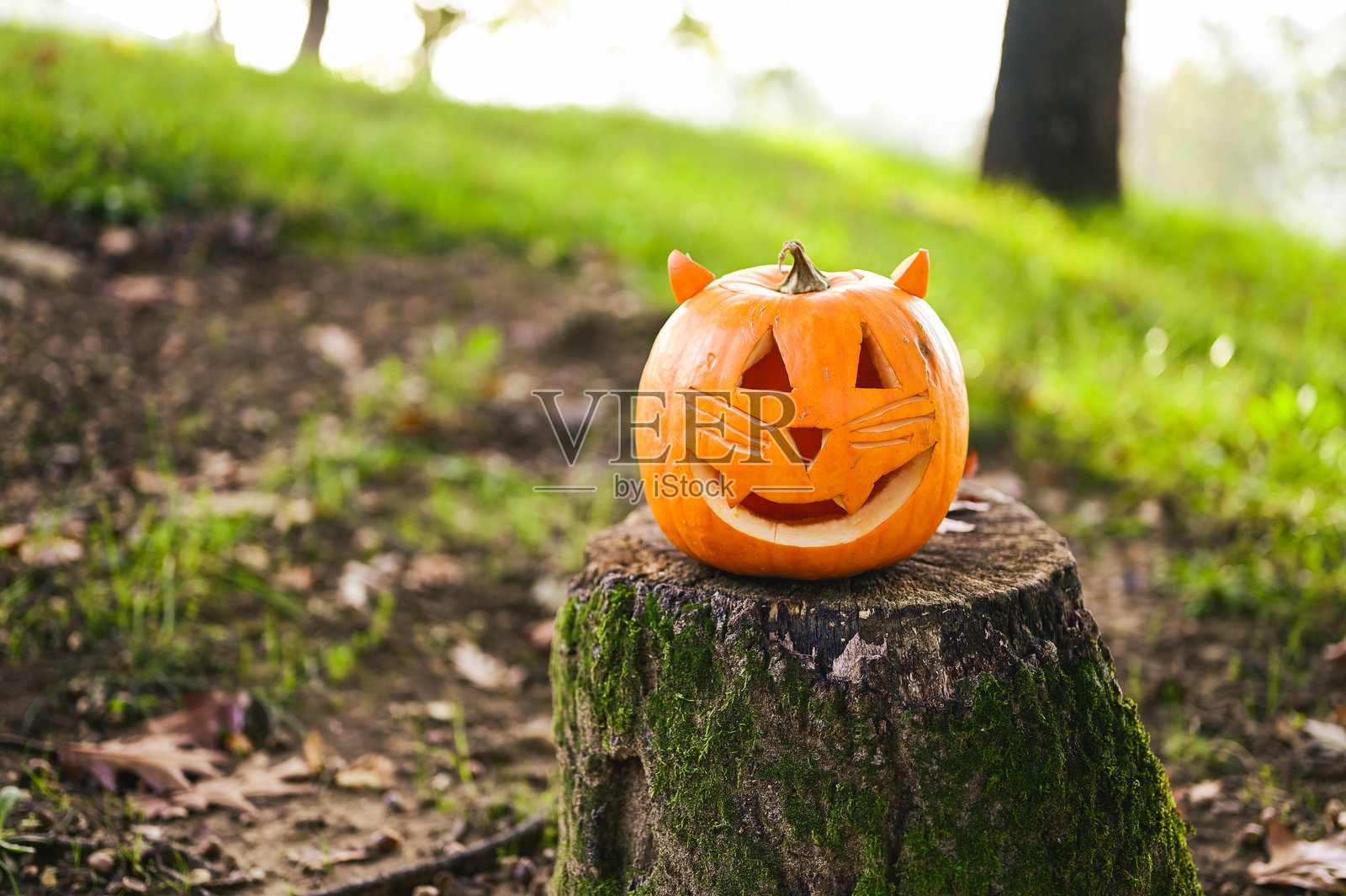 雕刻的万圣节南瓜猫杰克灯笼放在树桩上照片摄影图片
