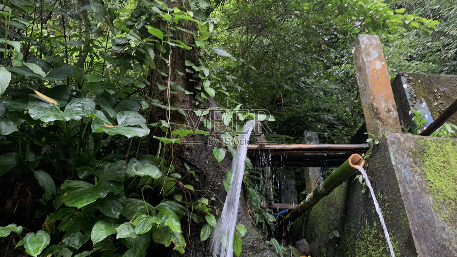 森林中的水照片摄影图片