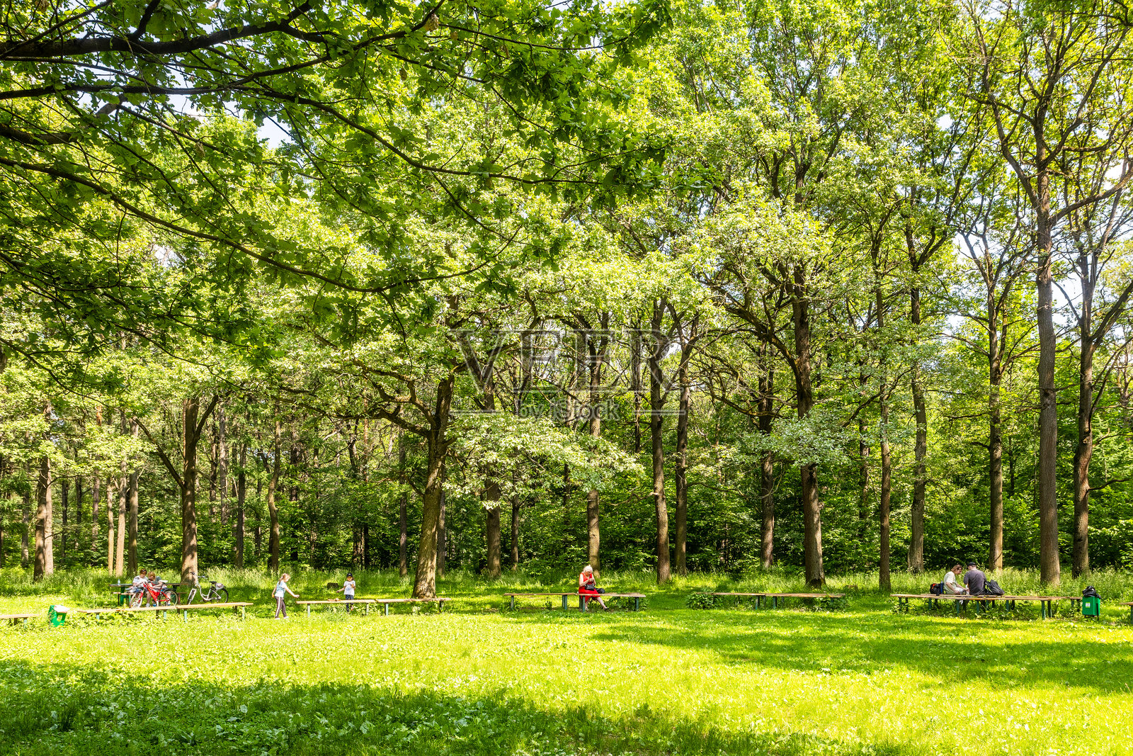 people on benches in clearing in oak grove of park照片摄影图片