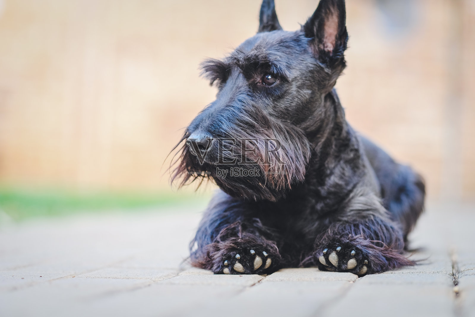 黑色苏格兰梗躺在路面上，带着好奇的表情，可爱的宠物肖像户外摄影照片摄影图片