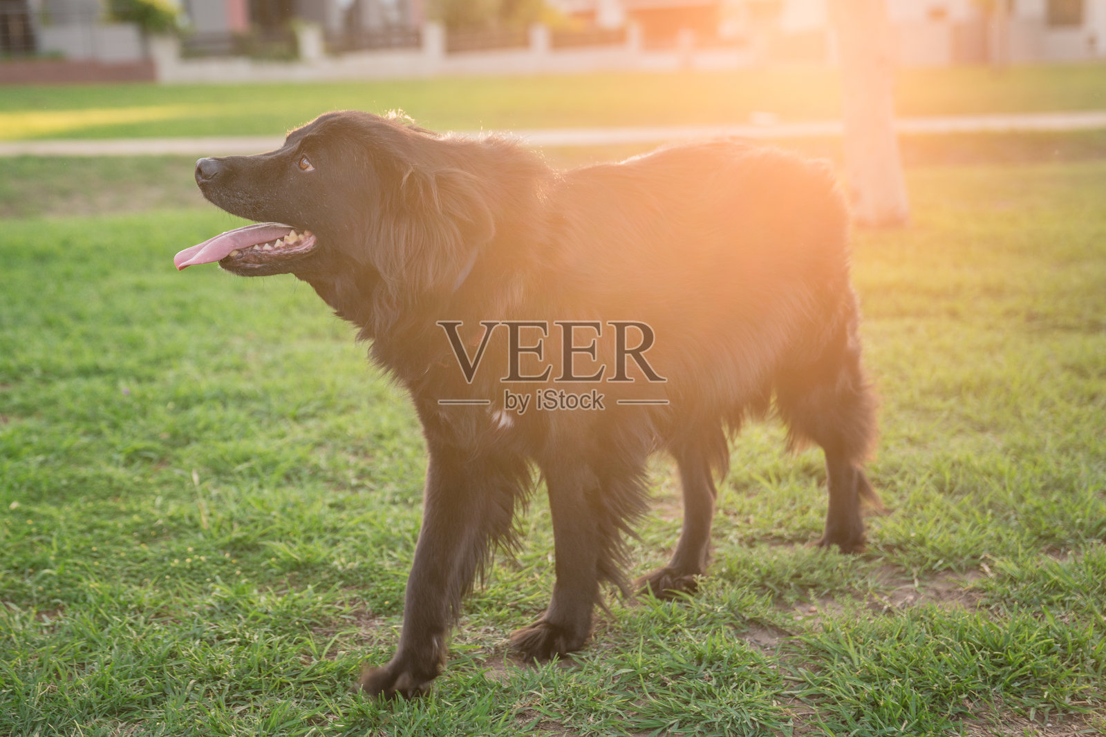 阳光明媚的下午，一只黑狗在公园里散步照片摄影图片