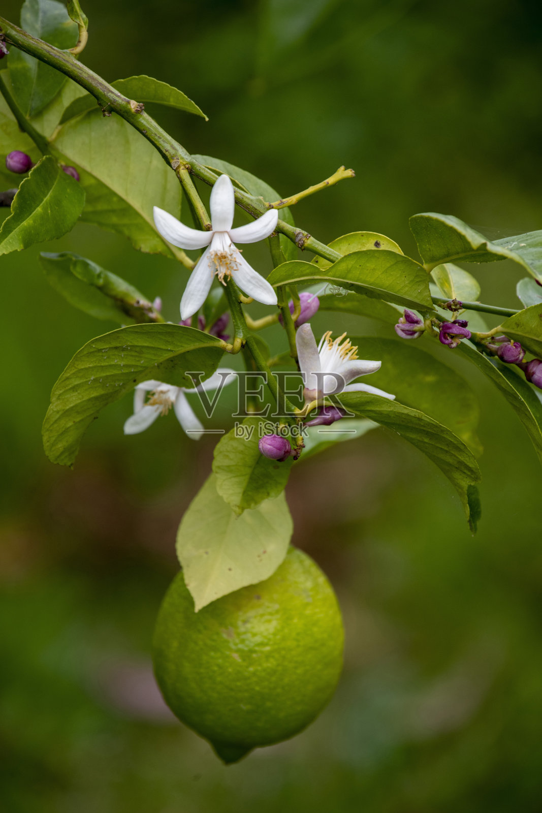 一棵盛开的生机勃勃的柠檬树照片摄影图片