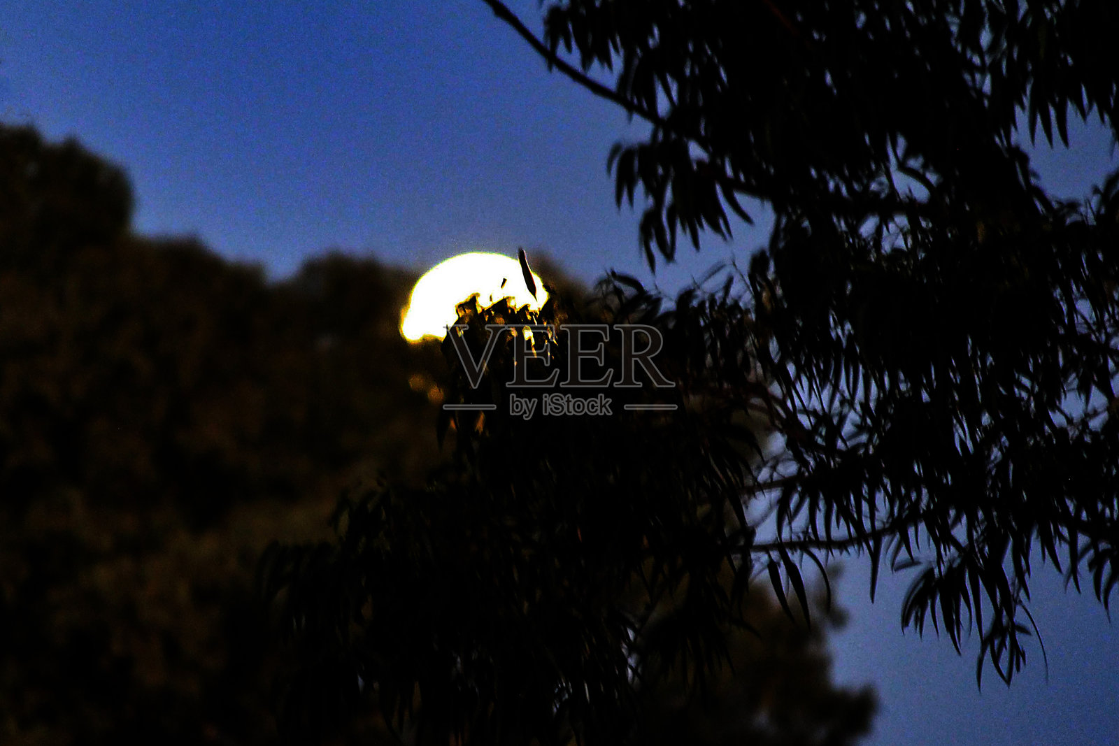 月亮透过树木露出一角照片摄影图片