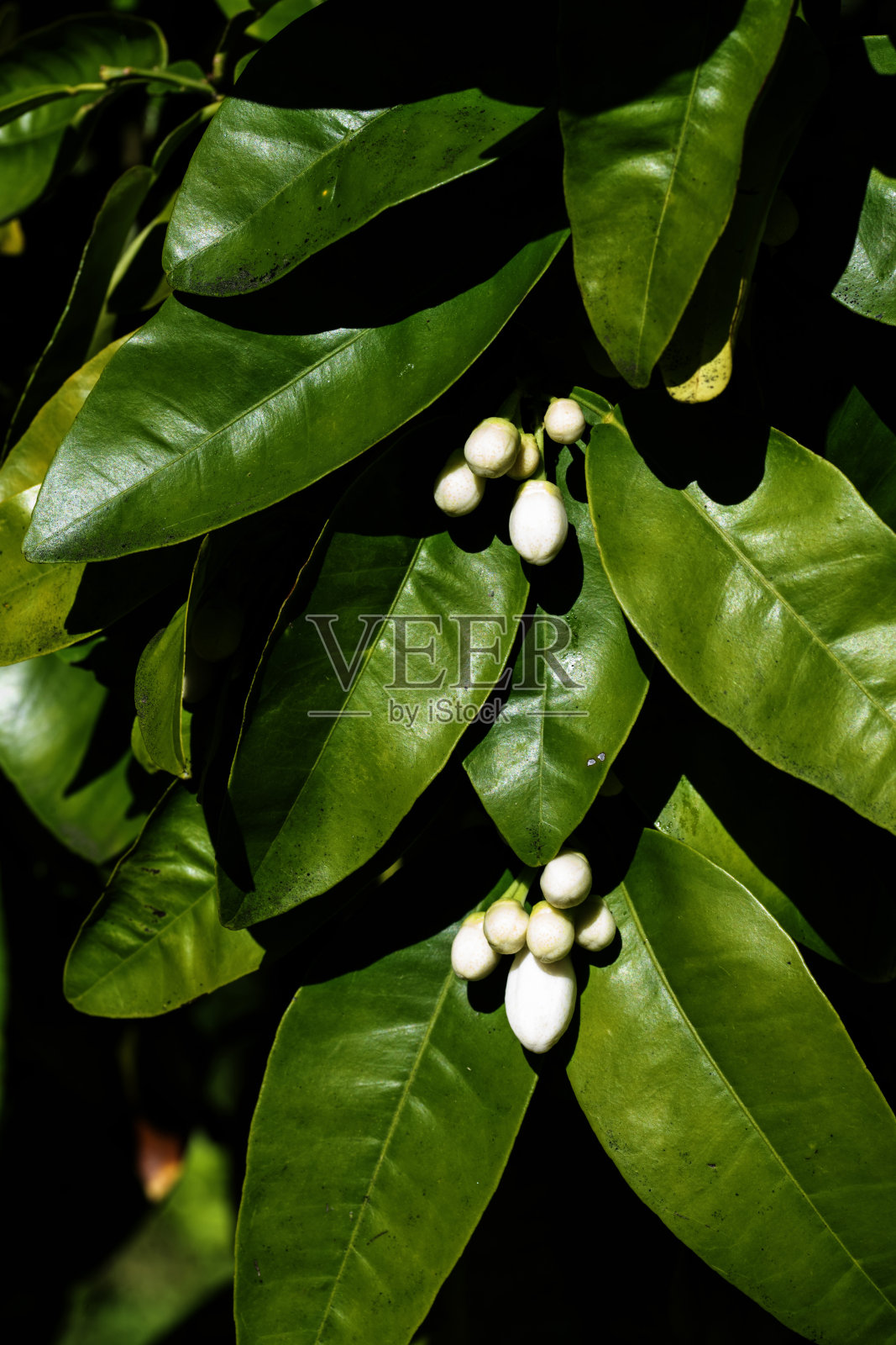 微小的甜青柠花蕾照片摄影图片