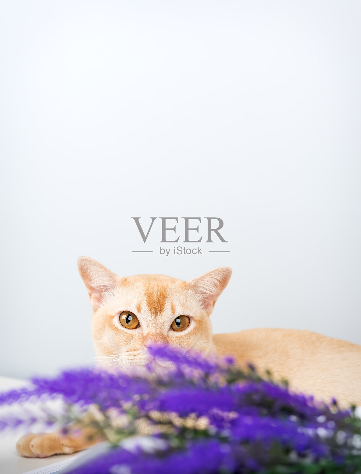 一只琥珀色眼睛的缅甸猫与花朵相伴的肖像。照片摄影图片