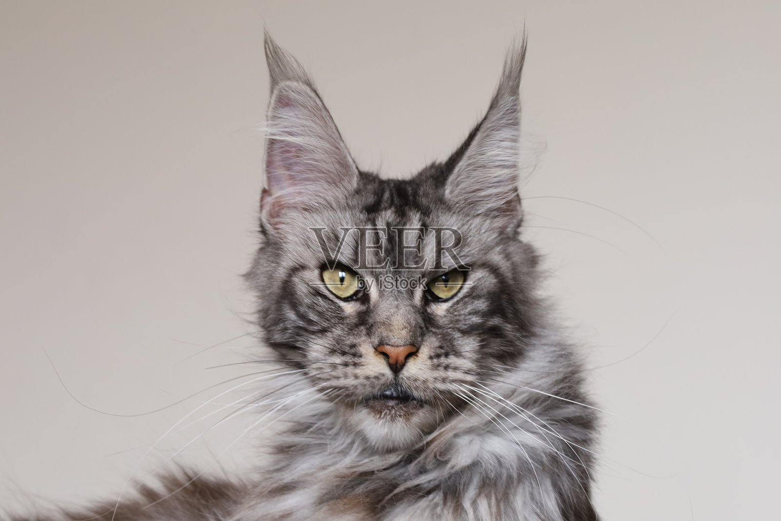 缅因猫照片摄影图片