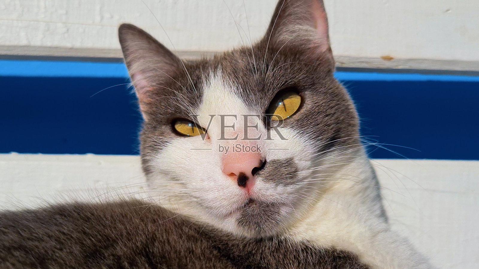 可爱的流浪美猫，白灰相间的毛发和专注的黄色眼睛，正在阳光下晒太阳，温暖着自己的身体。照片摄影图片