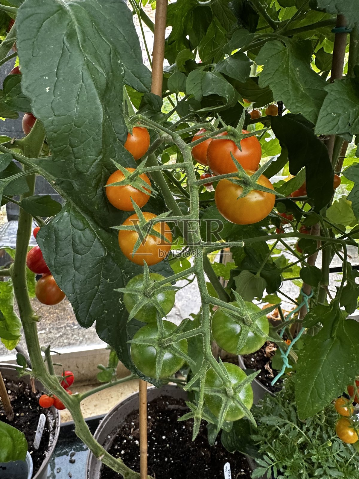 温室里的番茄照片摄影图片