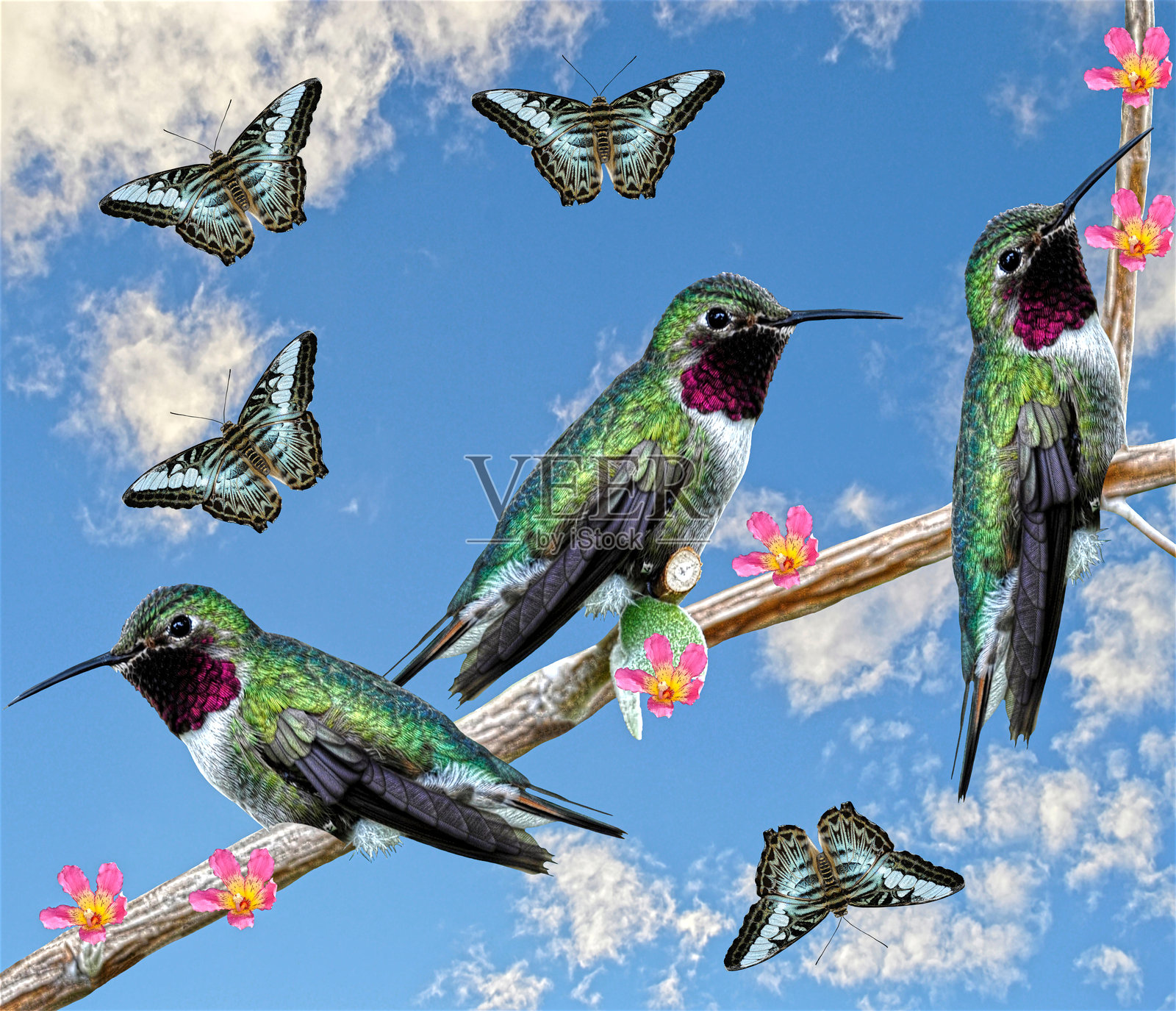 三只蜂鸟栖息在开花的绒毛树枝上，背景是马来西亚风景照片摄影图片