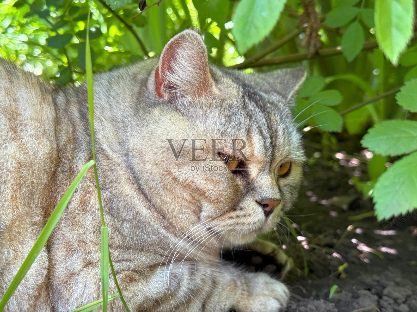 可爱的虎斑猫躺在草地上。照片摄影图片