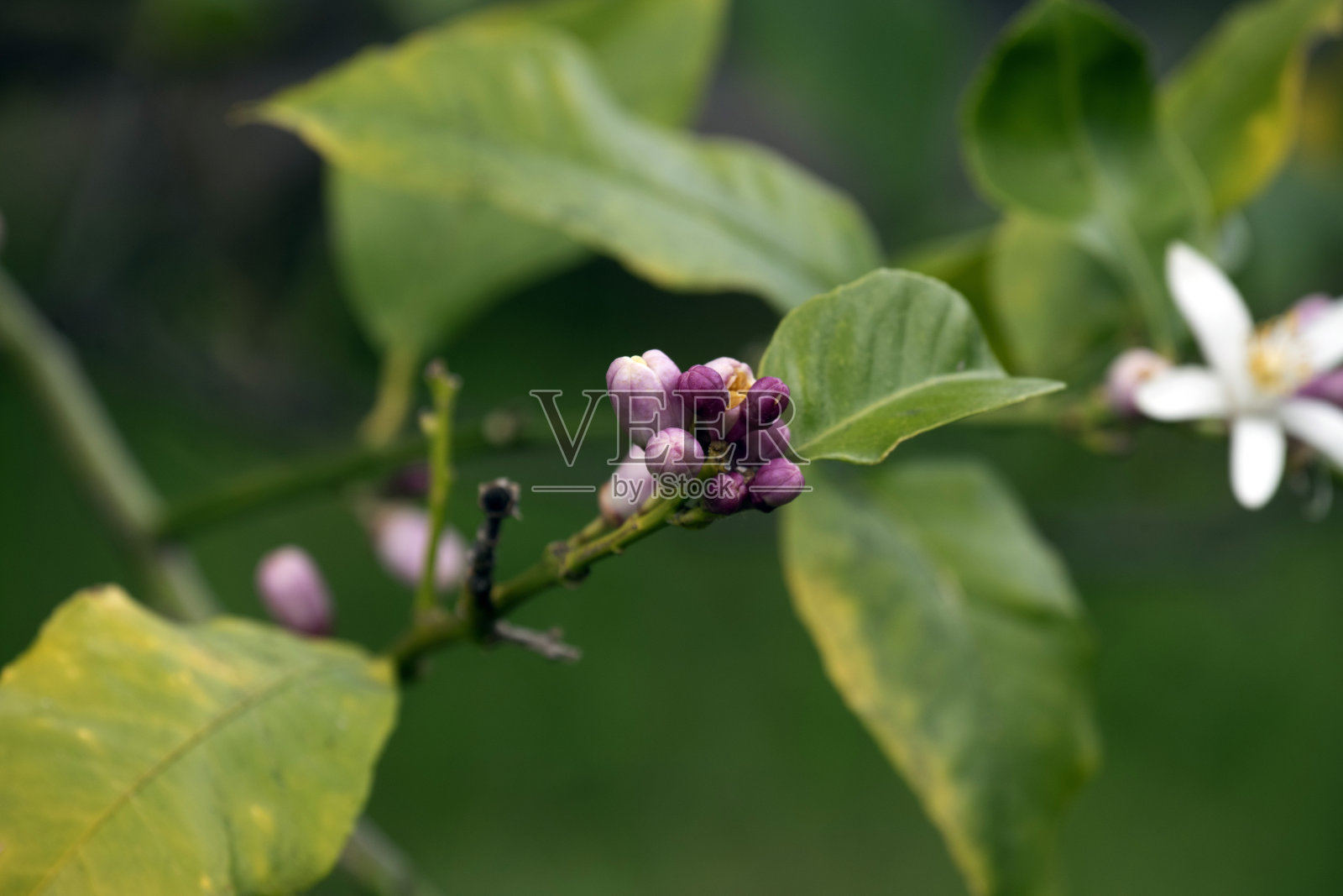 香气扑鼻的柠檬树花蕾特写照片摄影图片