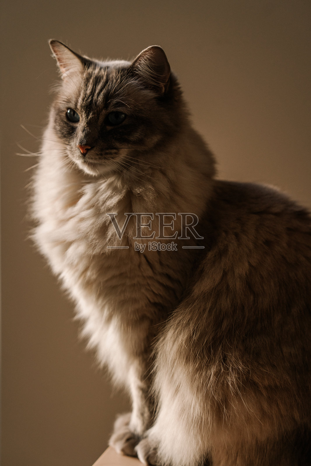 毛茸茸的布偶猫坐在梳妆台上，沐浴在日落的光线中。极简美学构图。照片摄影图片