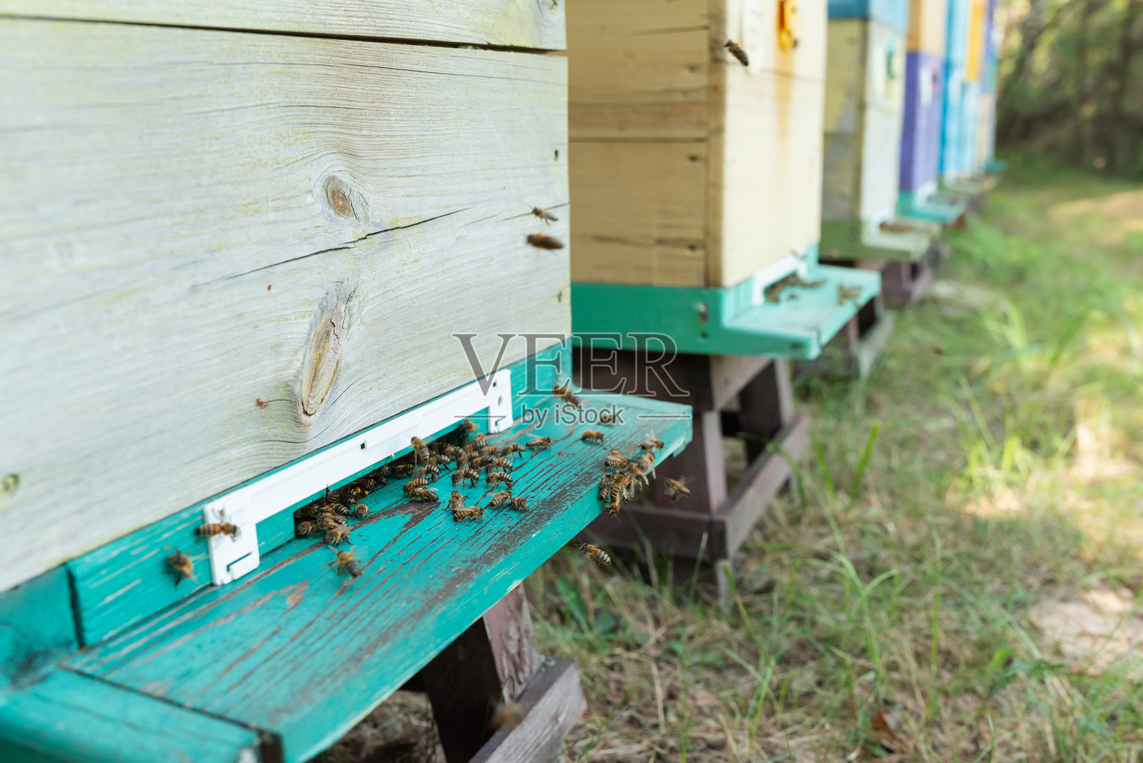 蜜蜂在蜂巢入口忙碌地飞来飞去照片摄影图片