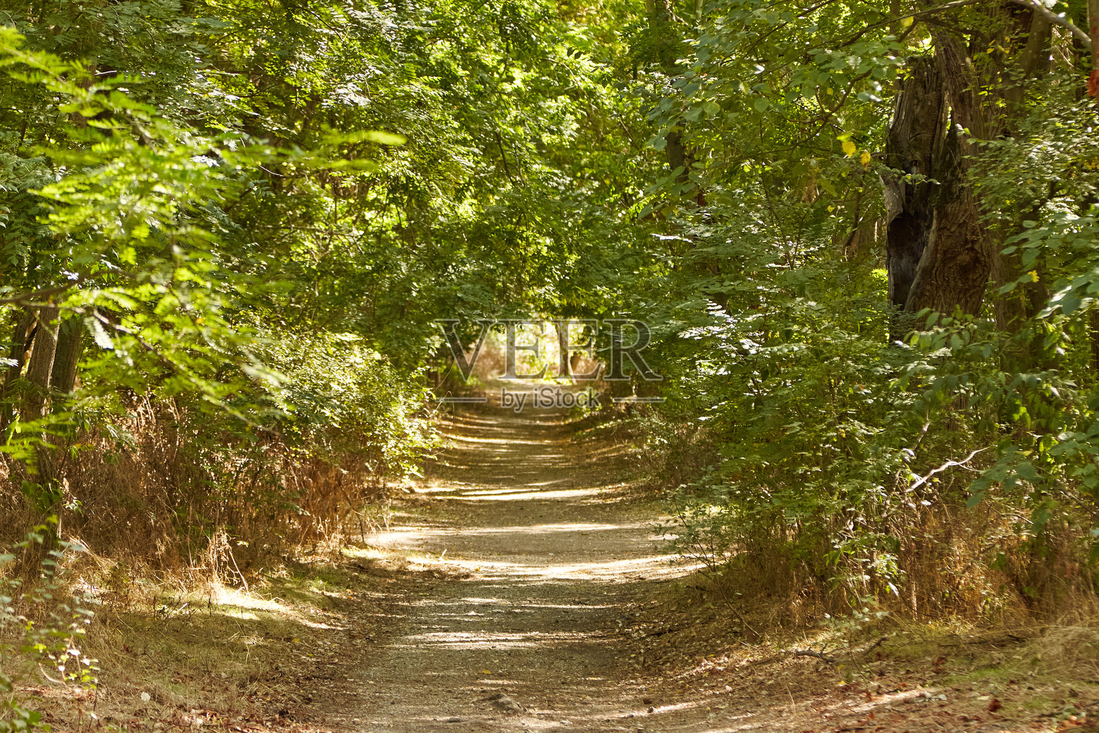 宁静的森林小径被郁郁葱葱的树木环绕，阳光透过树叶洒下，营造出一个宁静的氛围，适合热爱自然和户外活动的人们寻求平静的逃离。照片摄影图片